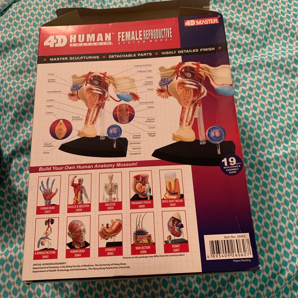 Human Anatomy Reproductive System Model - Picture 2 of 4